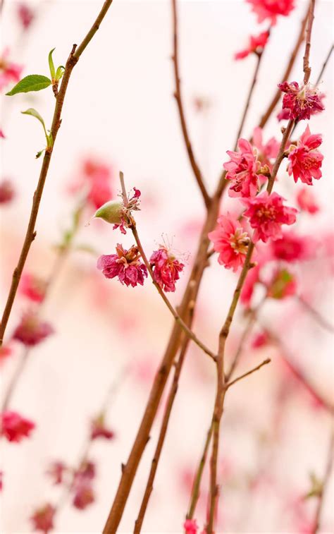 桃花結果